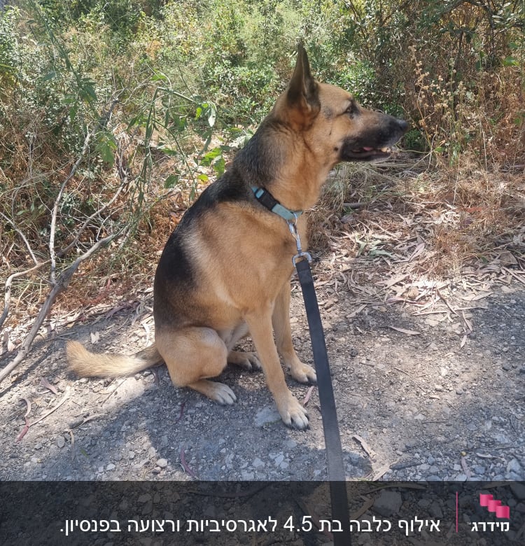 כלב יושב עם רצועה בשטח פתוח